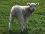 Lamb